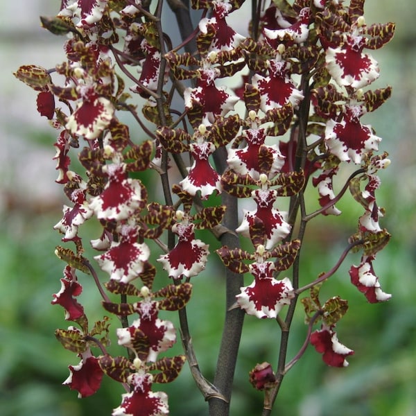 BIG Odontocidium Everglades Elegance 'Nancy Lee' HCC/AOS Orchid Seedling (2.5"Pot)