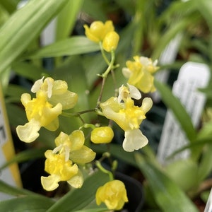 Oncidium Gold Dust Miniature Orchid Seedling (2" Pot)