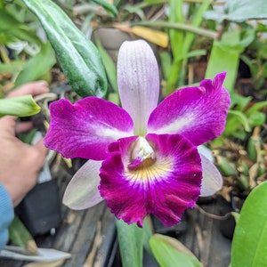 Blc. Mari's Glory 'Avery' Live Orchid (2.5" Pot)