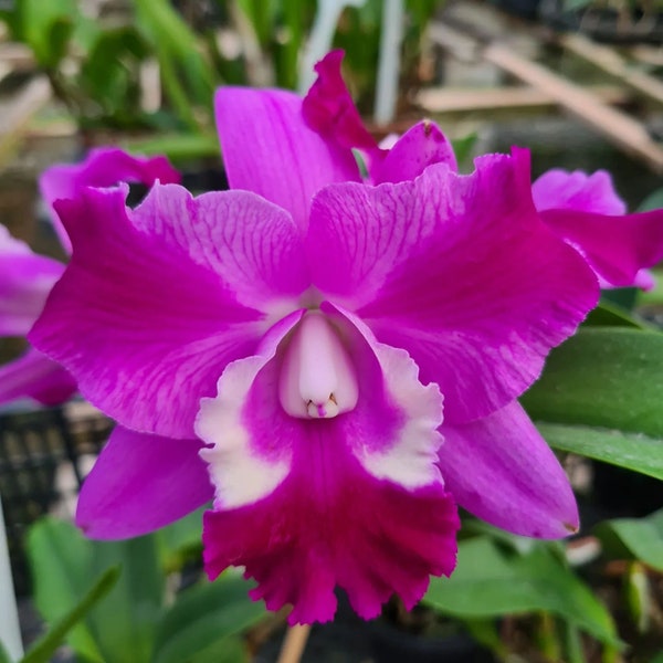 LC Mini Song 'Petite' Orchid Seedling (2.5" pot)