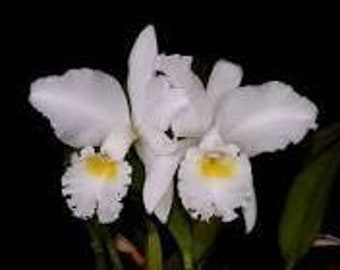 Cattleya Jenmanii alba Live Orchid (5" Pot)