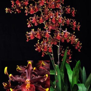 Odontocidium Wildcat 'Bobcat' AM/AOS Orchid Seedling (2" pot)