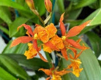 Odontocidium Piquant Stanze Live Orchid (3.5" Pot)