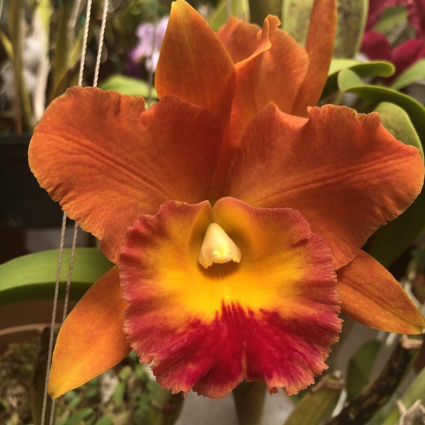 BLC Hawaiian Thrill 'Paradise' Live Orchid (2.5" Pot)