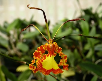 Psychopsis Mendenhall 'Hildos' FCC/AOS Seedling (2" pot)