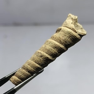Peut inclure: Un fossile en spirale brun clair, tenu par une pince métallique. Le fossile présente une surface texturée avec des lignes visibles et un sommet cassé. L'arrière-plan est un gris doux et flou.