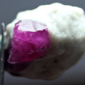 May include: A raw ruby gemstone, displaying a vivid magenta colour, is partially set within a white matrix. The ruby's crystalline structure is visible, and it is held by metal tweezers. The stone is a natural mineral specimen.