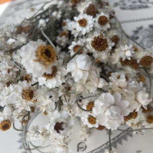 Dried Ammobium mini Daisy Flowers: 4oz Bunch, Natural White Decor