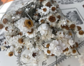 Dried Ammobium mini Daisy Flowers: 4oz Bunch, Natural White Decor