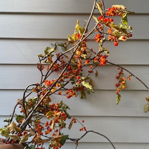 Large Bittersweet Vine Bunch, Fall Decor, Natural Twigs & Berries