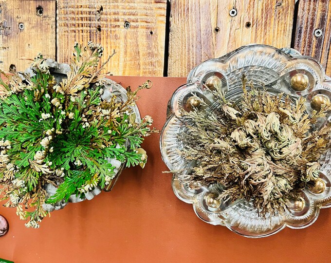 Featured listing image: Rose de Jericho