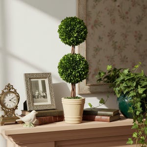 20" Tall Real Preserved Double-Ball Boxwood Topiary Pot