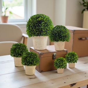 Real Preserved Boxwood Topiary Pots / Sizes: 6", 8", 12", 16"
