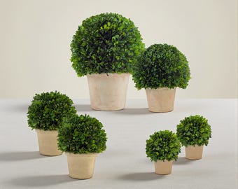 Real Preserved Boxwood Topiary Pots / Sizes: 6", 8", 12", 16"