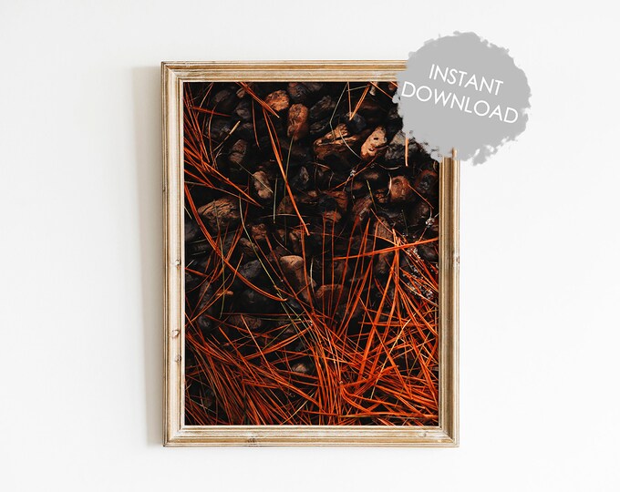 Nature Photography Nature Prints Printable Wall Art Digital Download Nature Photography Home Decor Pine Needles and Rock