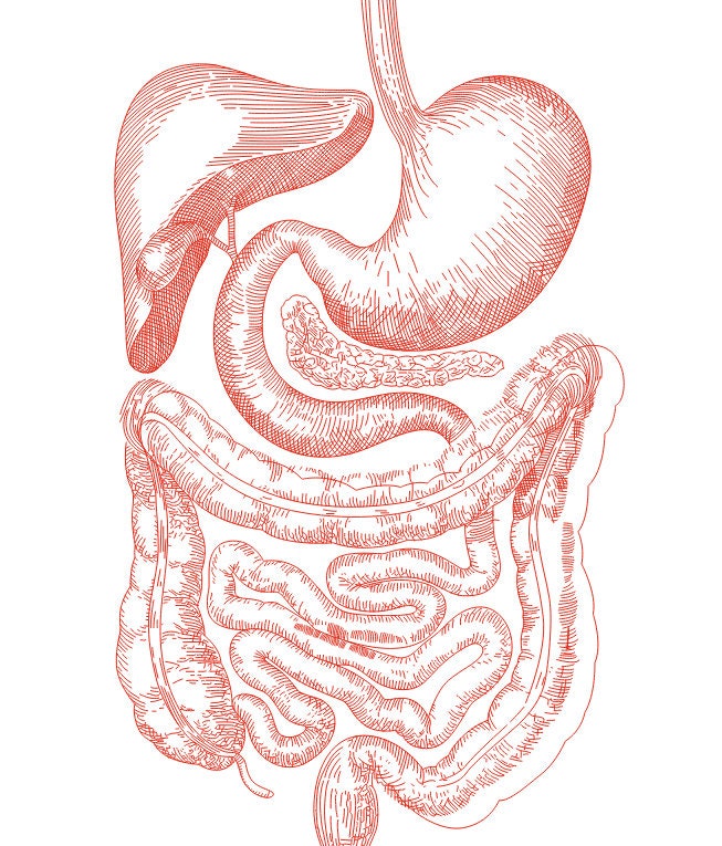 easy drawing of the digestive system  Clip Art Library