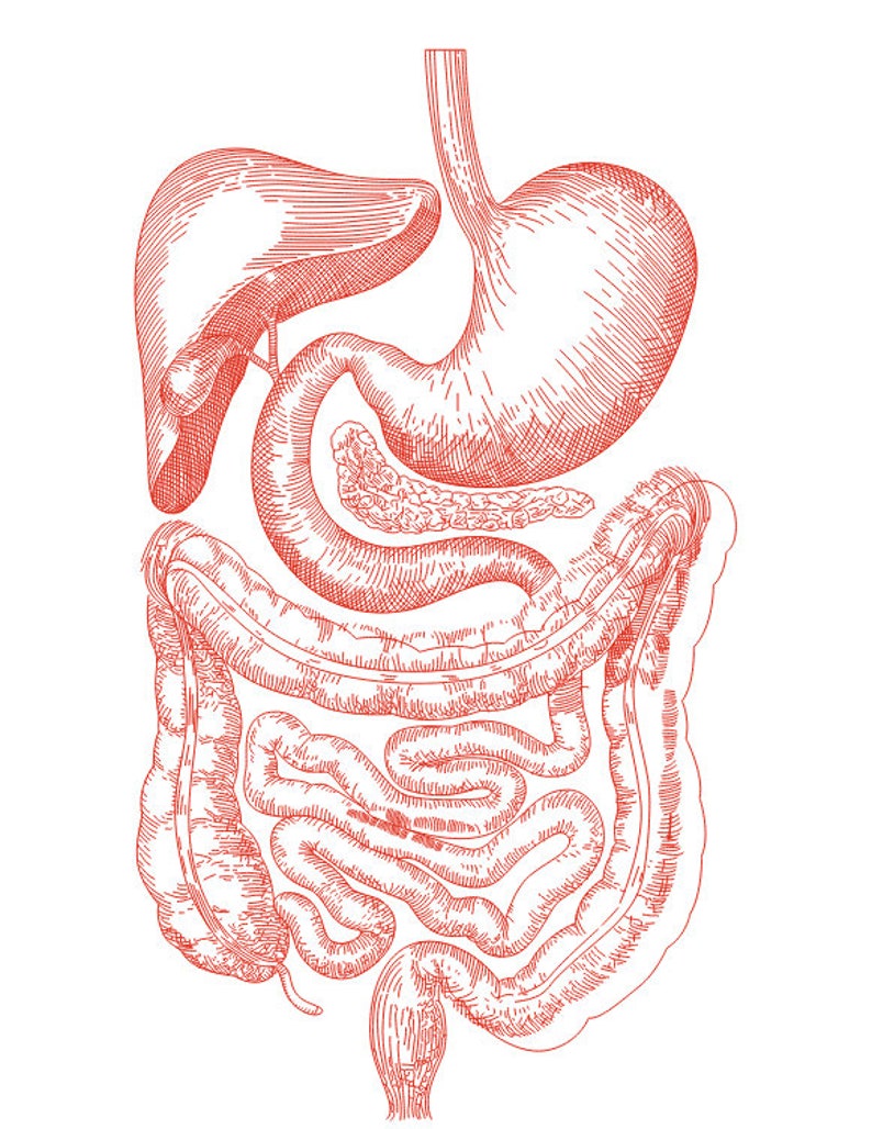 Digestive System, Vector Line Drawing Illustration, AI, CDR, DXF, Eps ...