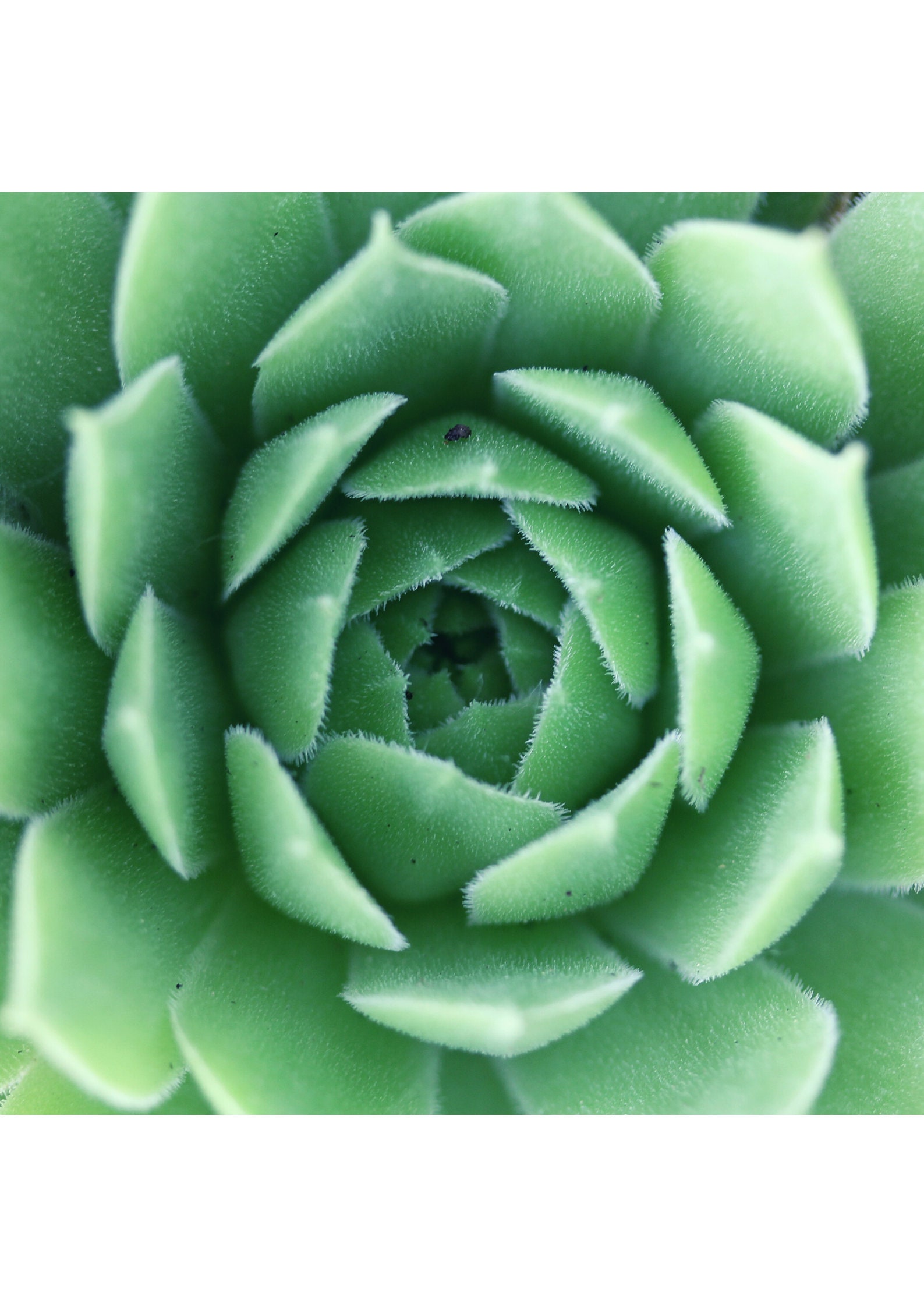 3 Green themed wall art in various layouts digital prints Etsy