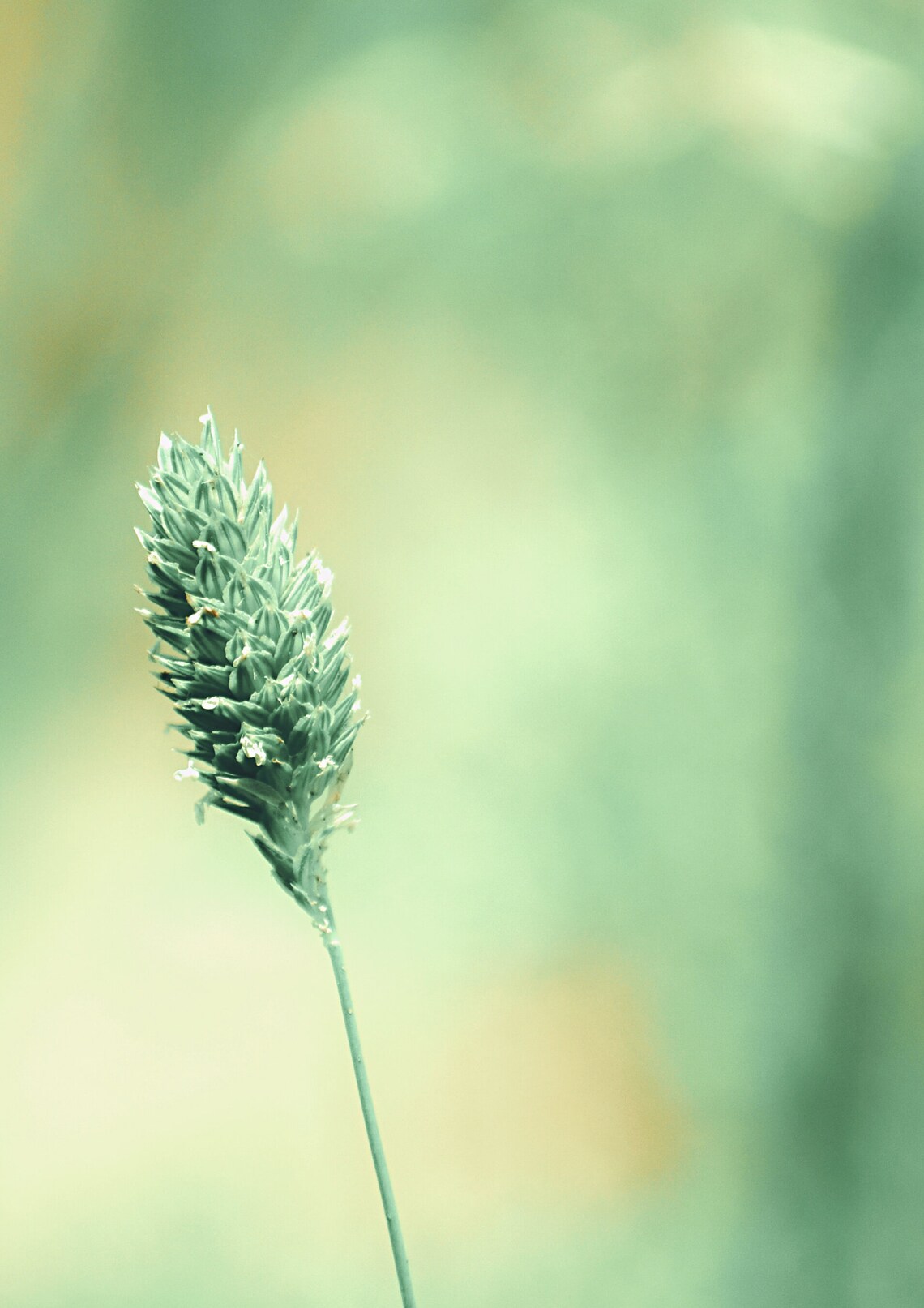 3 Green Themed Wall Art in Various Layouts Digital Prints Etsy