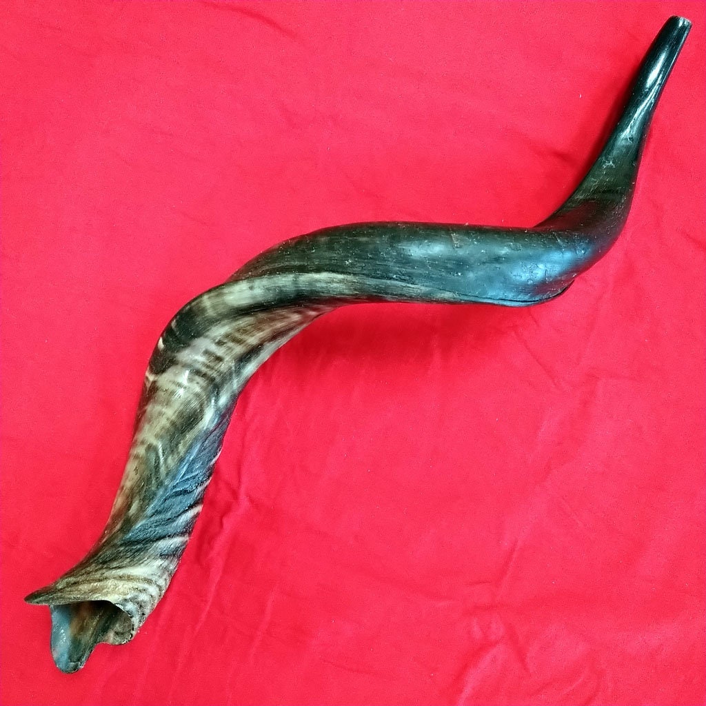 Shofar medio israelita hebreo 3034 pulgadas cuerno de Kudu Etsy