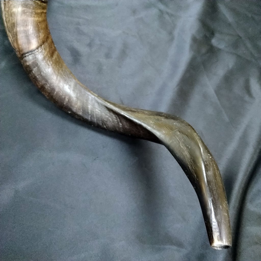 Shofar medio israelita hebreo 3034 pulgadas cuerno de Kudu Etsy