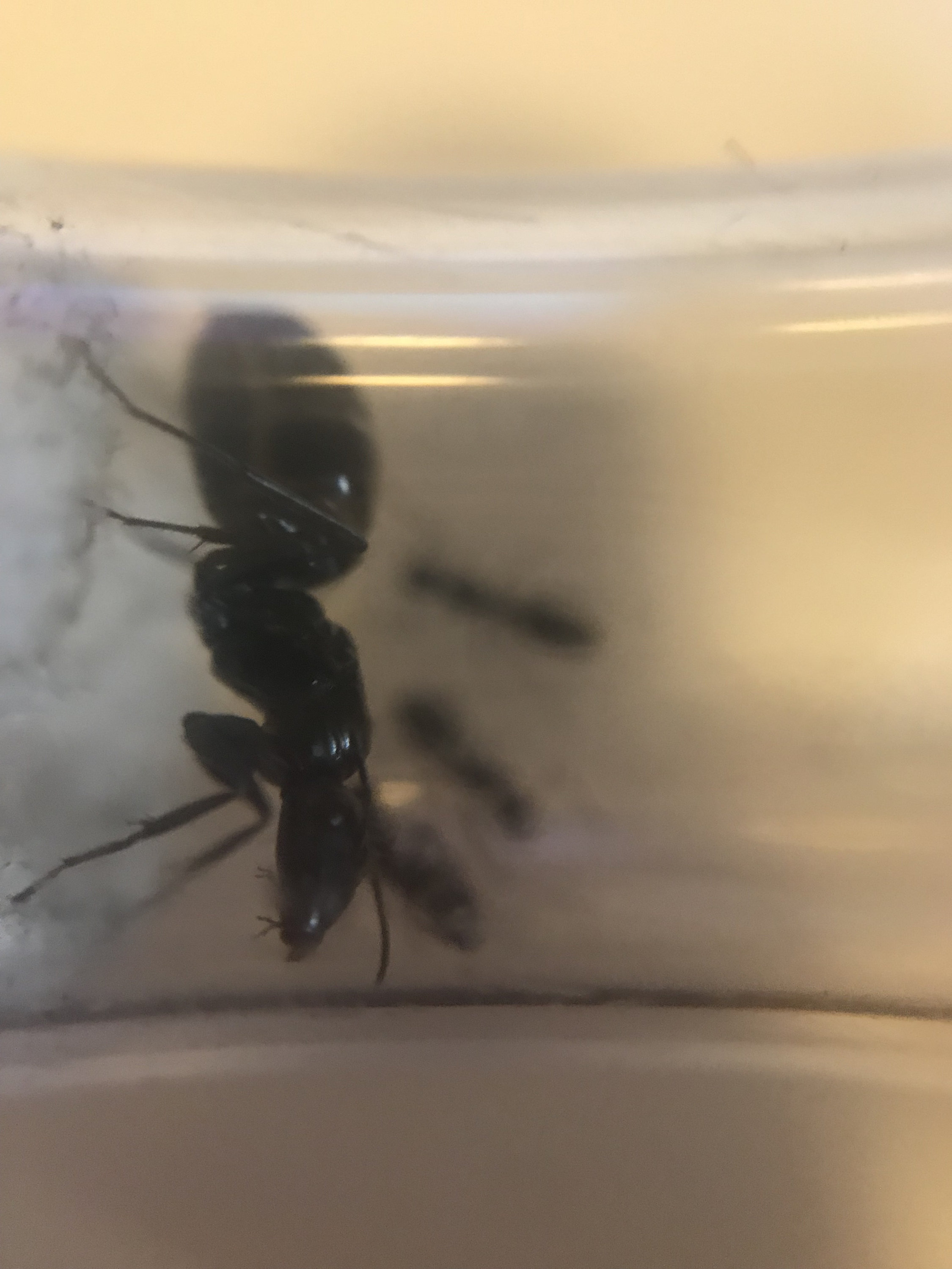 Ant Colony For Sale at Colleen Taylor blog