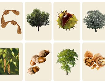 Montessori Parts of a Tree Flashcards: Printable Learning Cards (Digital Download)