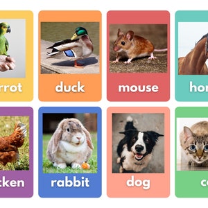 Animals and Pets Flashcards (Set of 48) - PRINTABLE PDF Digital Download