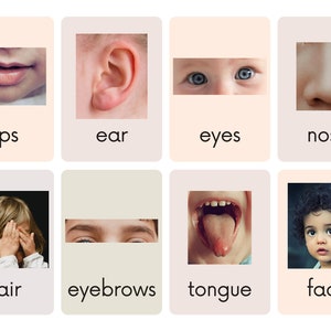 Gesicht und Körperteile Flashcards Printable Download Montessori Style Set von 48 Karten mit Worten und Bildern
