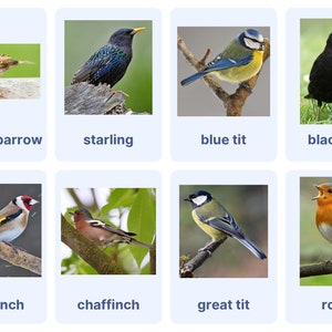 Birds to Learn Flashcards Imprimable Télécharger Montessori Style Ensemble de 48 cartes comprenant des mots et des images
