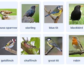 Birds Flashcards: Montessori Style Learning Cards (Set of 48) (Printable PDF)