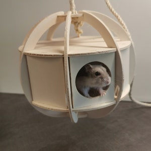May include: A small hamster in a white wooden hanging ball toy. The ball has a round opening for the hamster to peek out of.