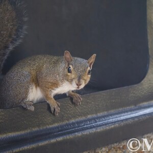 Watching Squirrel Bookmark