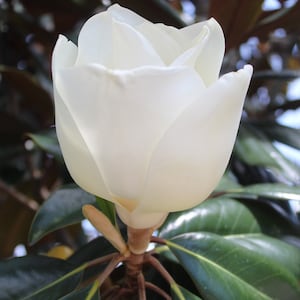 White Southern Magnolia Flower Matted Photographs
