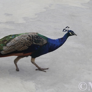 Peacock with One Foot on a Sidewalk 20 oz Tumbler with Lid, Metal Straw, and Straw Cleaner