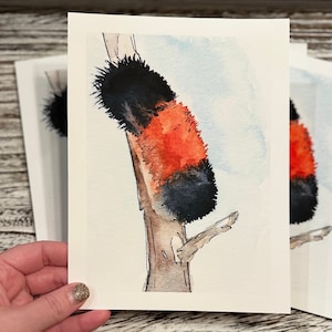 Woolly Bear Art, Woolly Bear Giclee Watercolor Art Print by Lori Brumfiel, Woolly Bear, Woolly Bear Caterpillar Art Print, Caterpillar Art