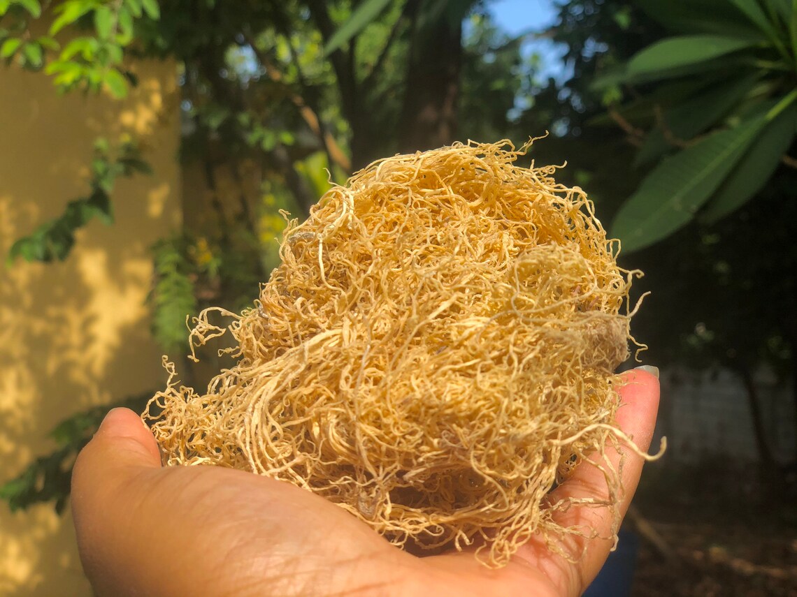 Wildcrafted Jamaican Sea moss Wholesale 30 per LBS PRICE Etsy