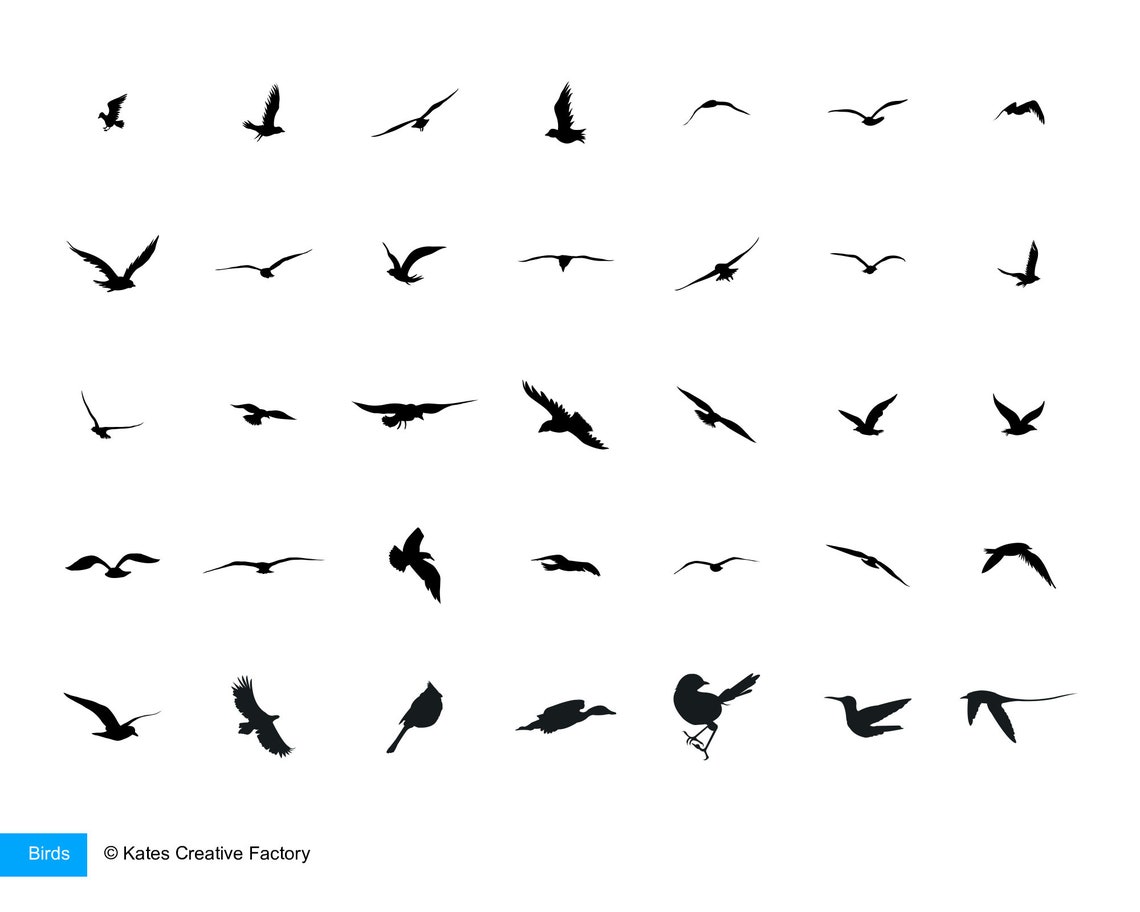 Procreate Bird Stamps Bird Brushes for Procreate Procreate Etsy