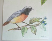 Robin on branch, Pencil drawing