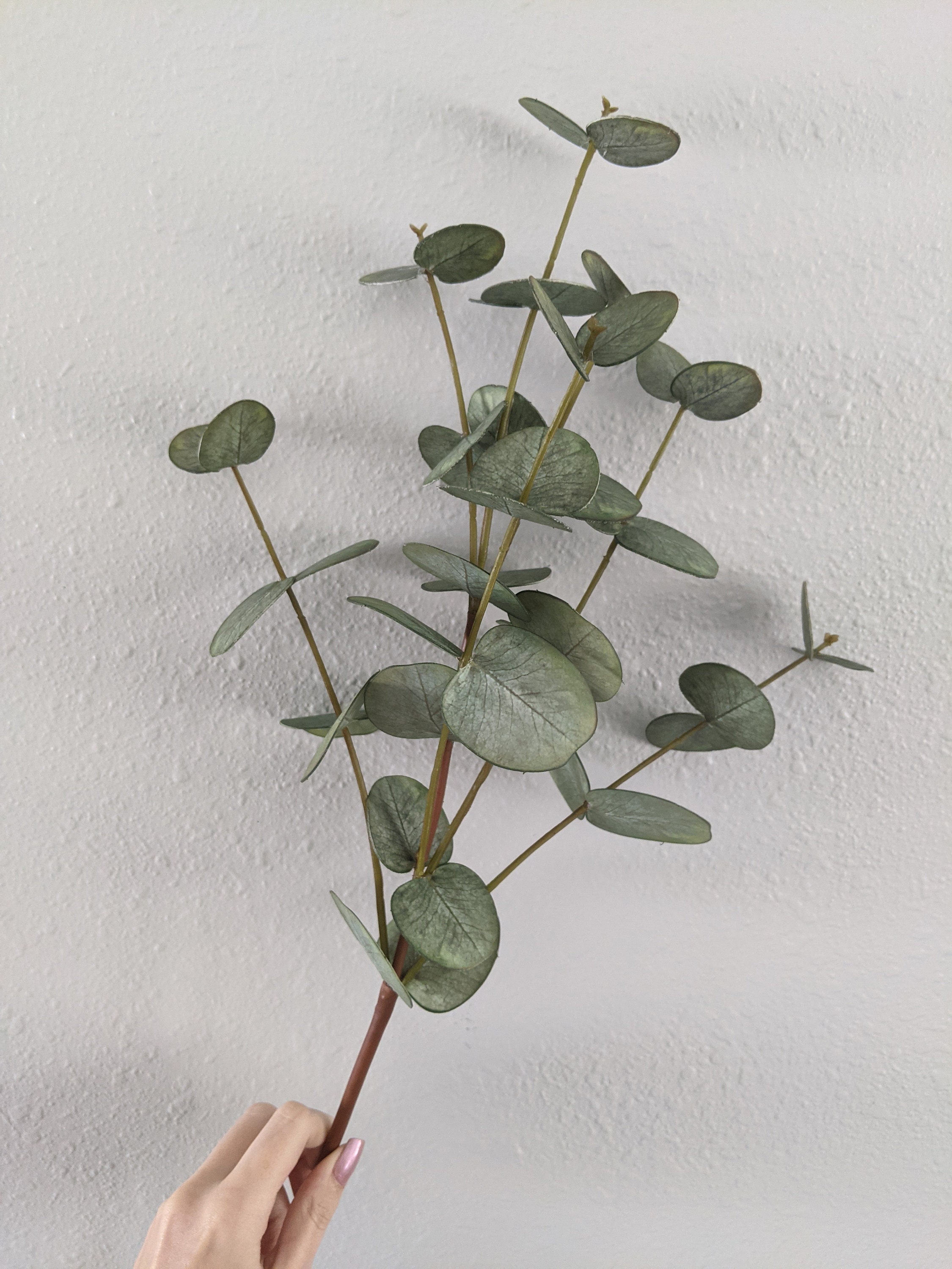 Eucalyptus Stem for Home Decor and Flower Arranging Etsy