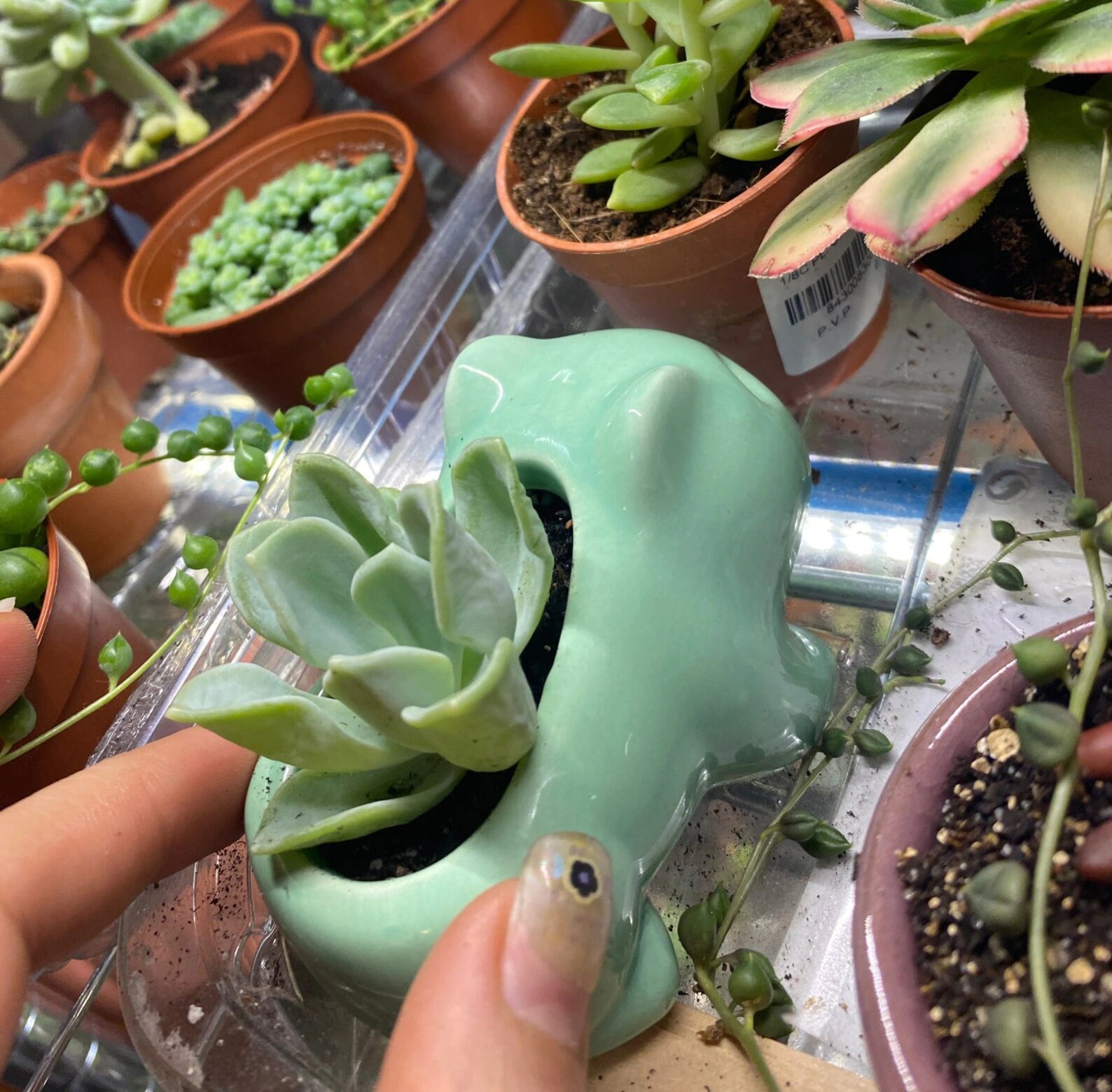 Bulbasaur Planter Set of 2 Ceramic Bulba Planter Etsy
