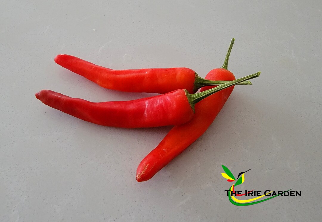 50 Chile De Arbol Seeds Capsicum Annum Bird's Beak Etsy