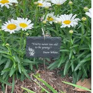May include: A black slate garden marker with the quote "You're never too old to be young." attributed to Snow White. The marker is surrounded by white daisies with yellow centers.