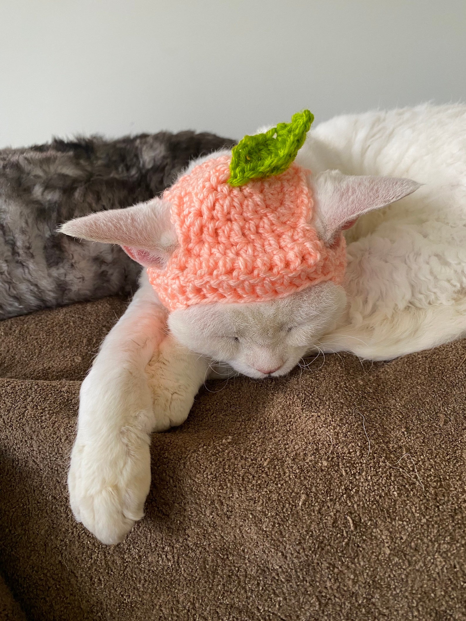 Häkeln Pfirsich Hut für Katzen Hunde Haustiere Cottagecore Etsy