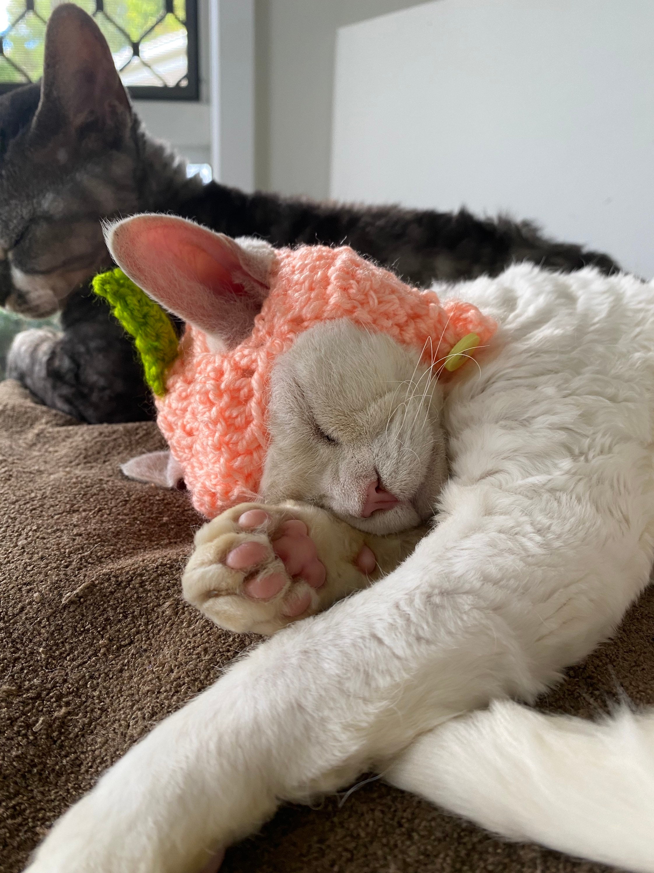 Häkeln Pfirsich Hut für Katzen Hunde Haustiere Cottagecore Etsy