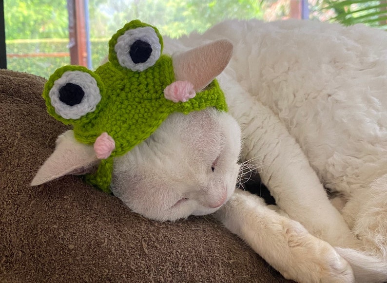 Crochet Frog Hat for Cats & Dogs Cottagecore Kawaii Froggy Etsy Australia