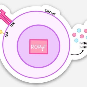 CD4 T helper cell sticker I Th17 cell I CD4 T cell I Immune cell sticker I Immunologist I PhD student I Med student I Pre-med student gift