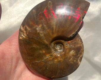 アンモナイトの化石 希少 白リブ付き Aulacosphinctoides Sakaraha
