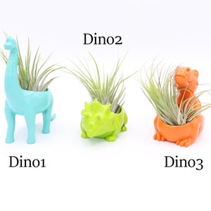 Dinos and Dragons Air Plant Displays