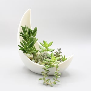 May include: A white ceramic crescent moon planter filled with a variety of succulent plants. The planter is sitting on a white surface.
